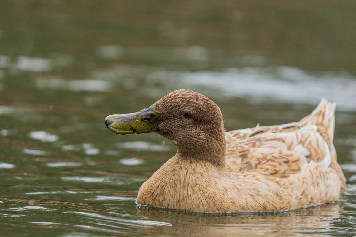 Canard colvert - ML646384814