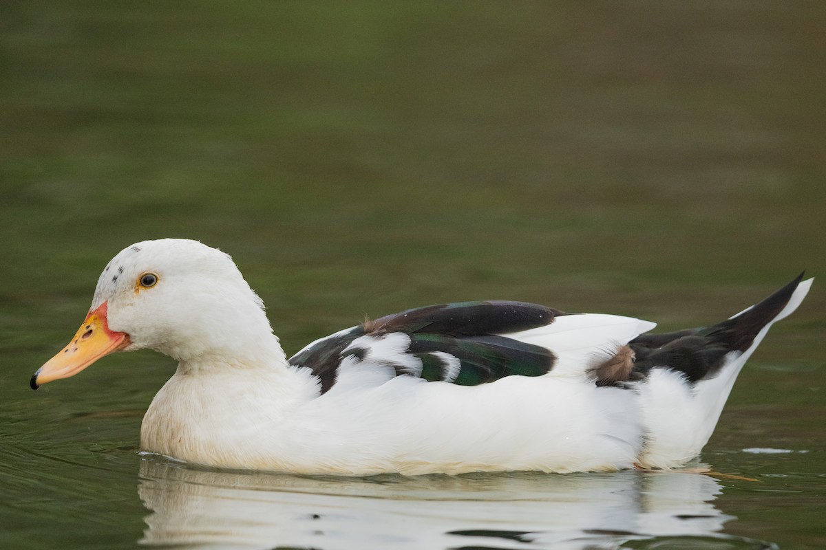 Canard colvert - ML646384815