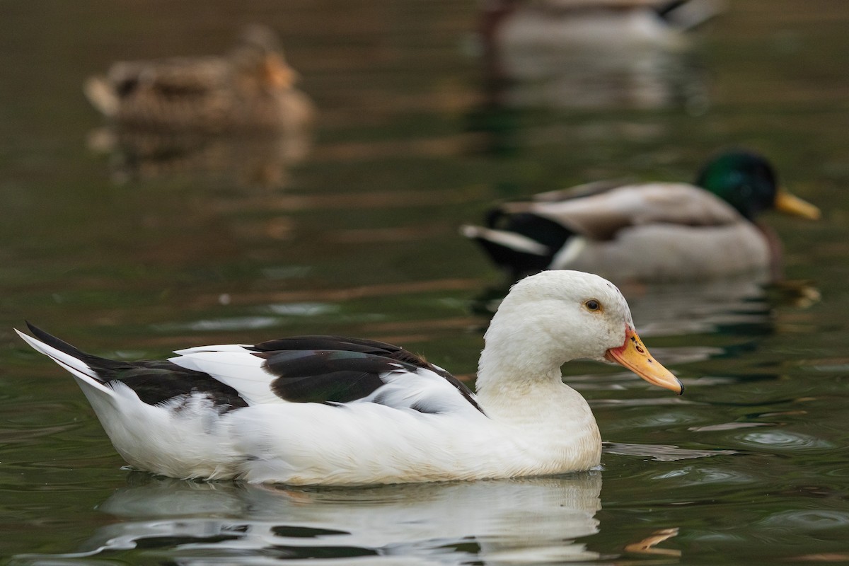 Canard colvert - ML646384816