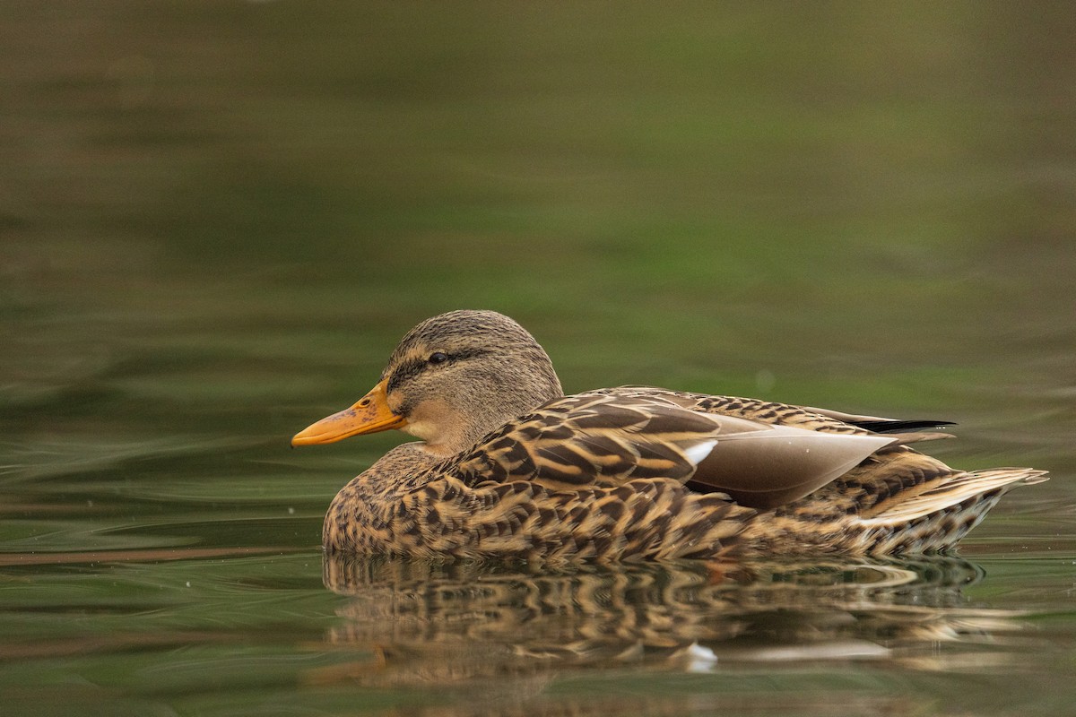 Canard colvert - ML646384817