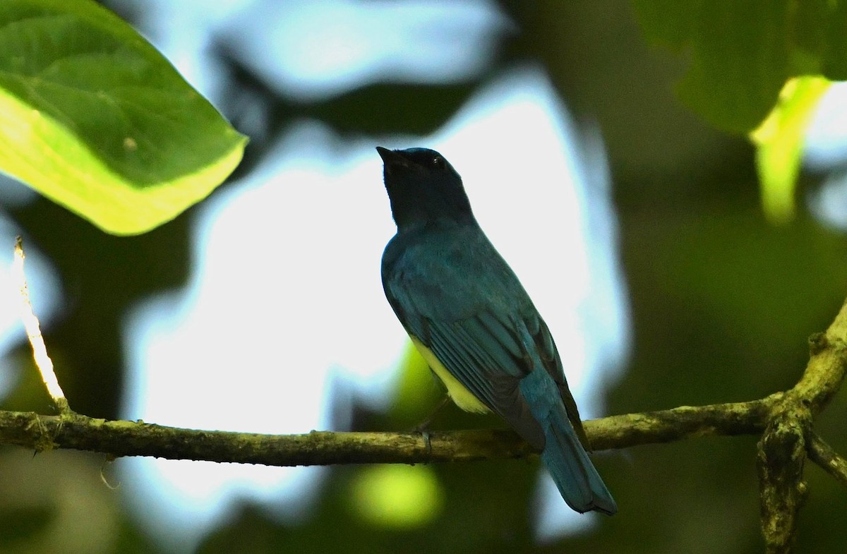 Zappey's Flycatcher - ML646384818