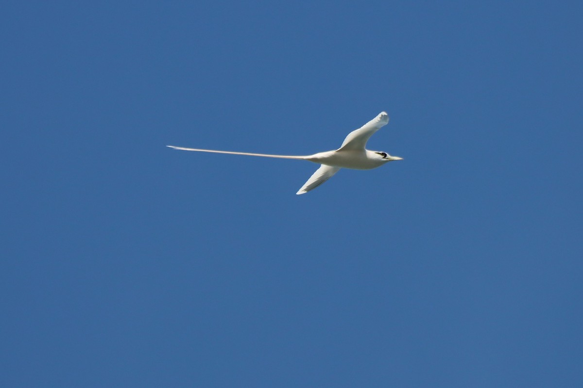 White-tailed Tropicbird - ML646384821