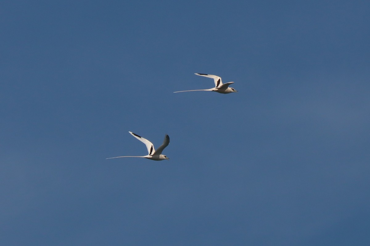 White-tailed Tropicbird - ML646384822
