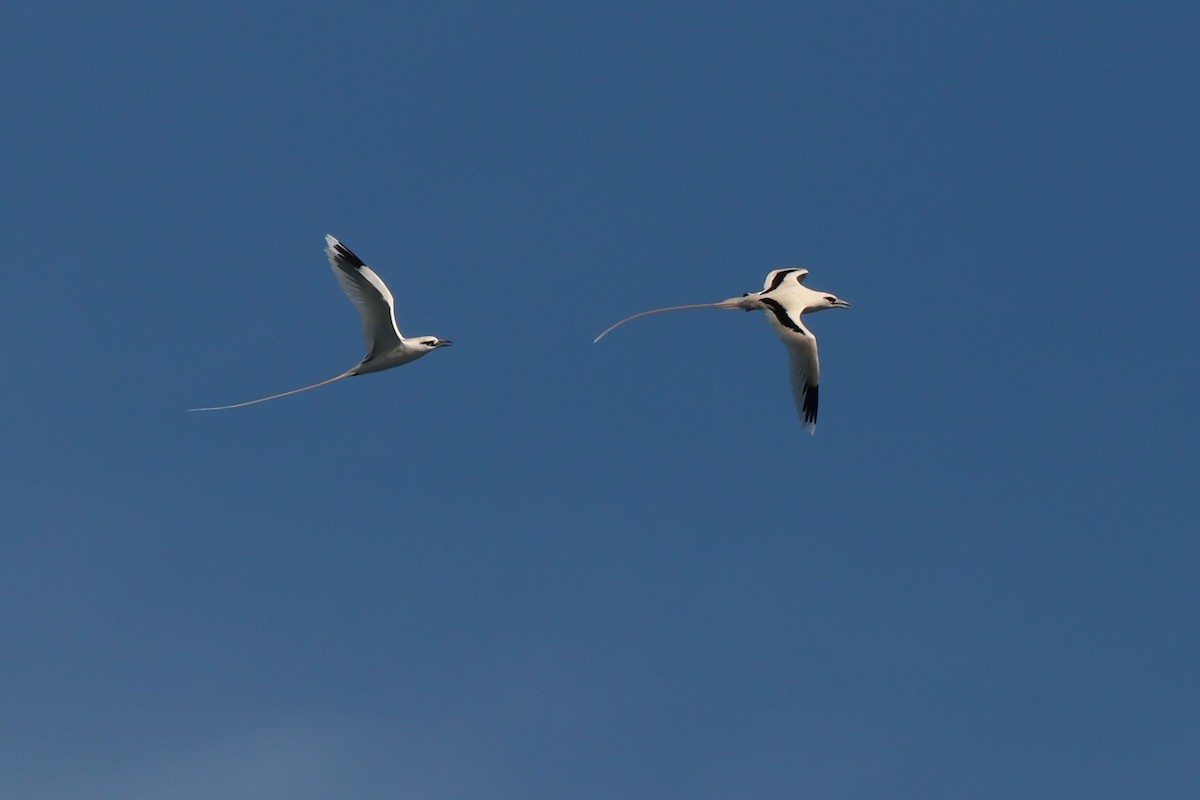 White-tailed Tropicbird - ML646384823