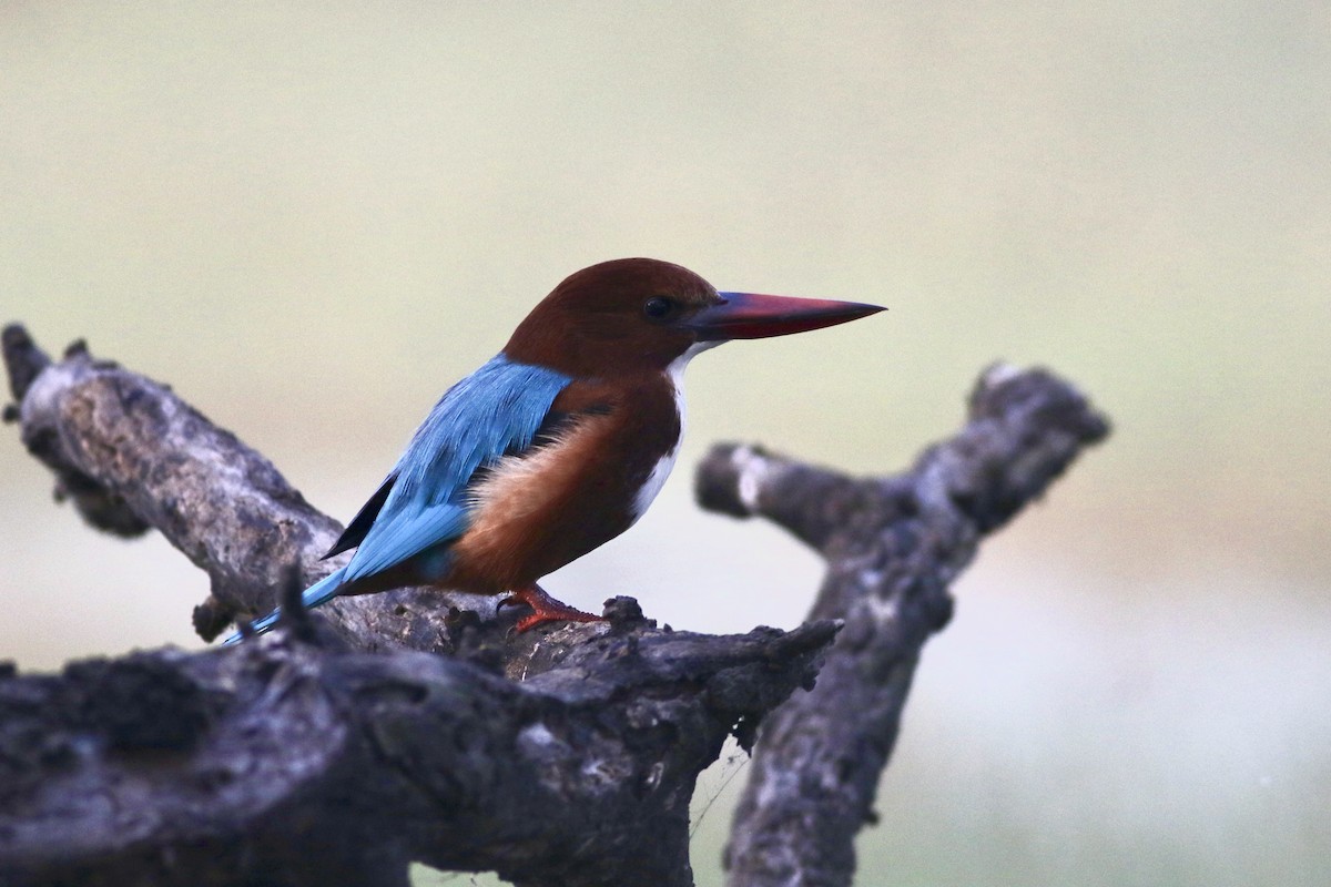 White-throated Kingfisher - ML646384824