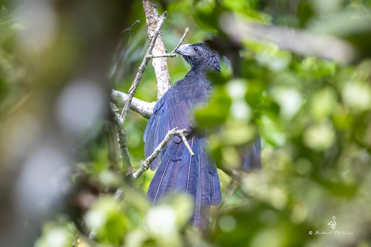 Groove-billed Ani - ML646384825
