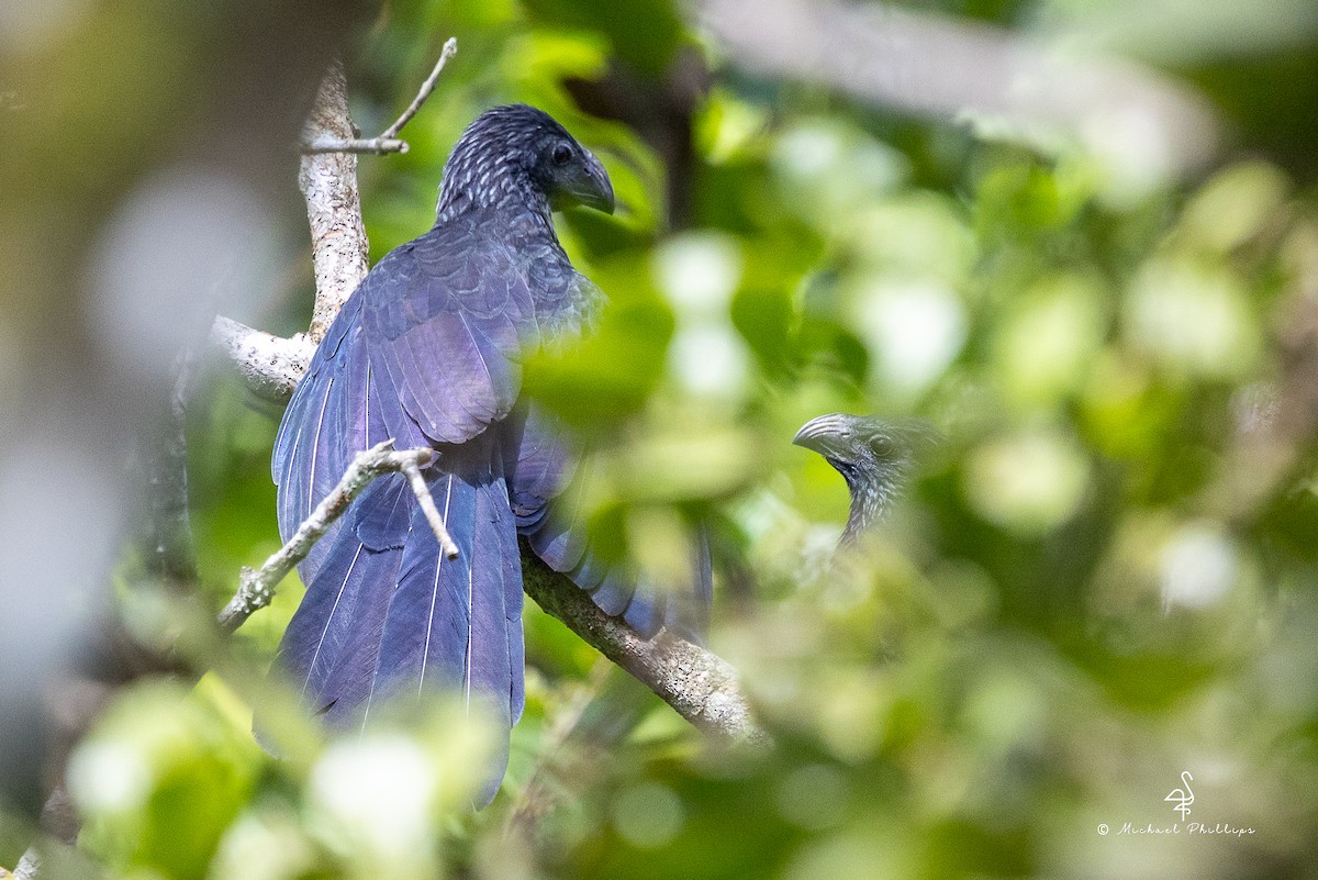 Groove-billed Ani - ML646384826