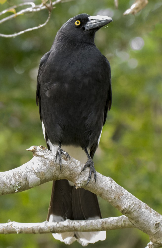 østkurrawong - ML646384828