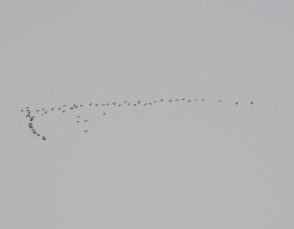Ring-billed Gull - ML646384829