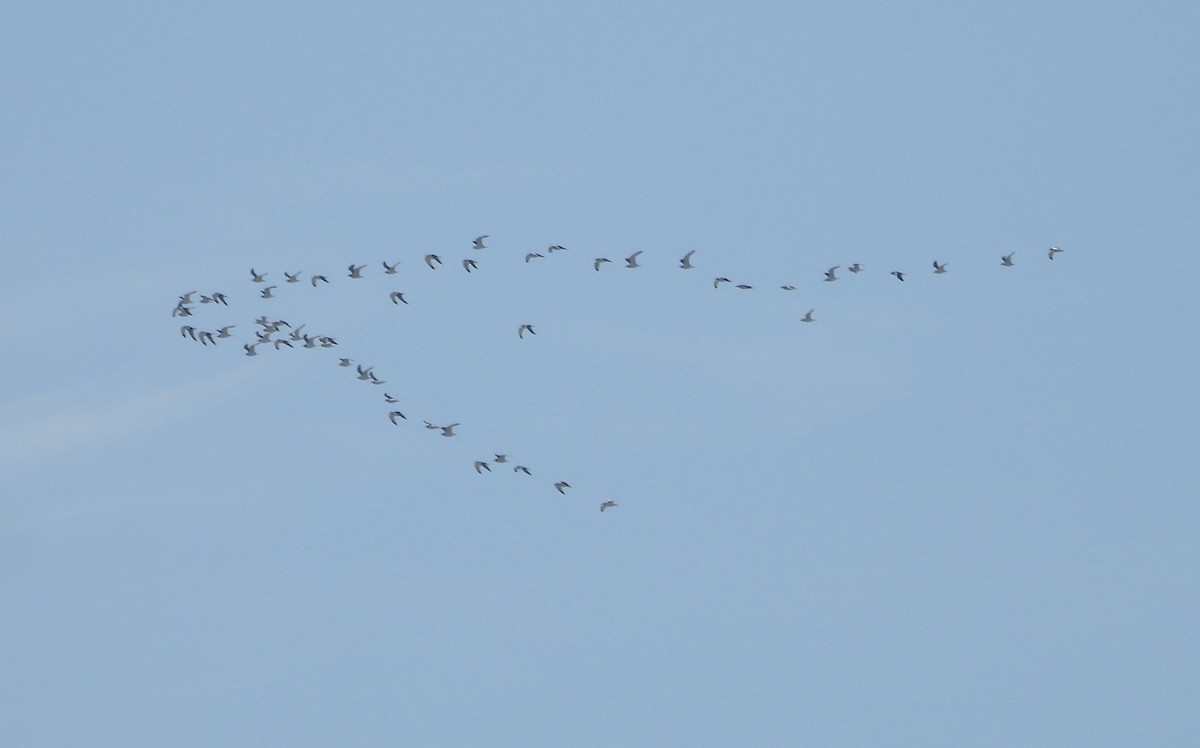 Ring-billed Gull - ML646384831