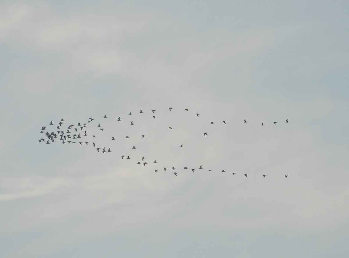 Ring-billed Gull - ML646384832
