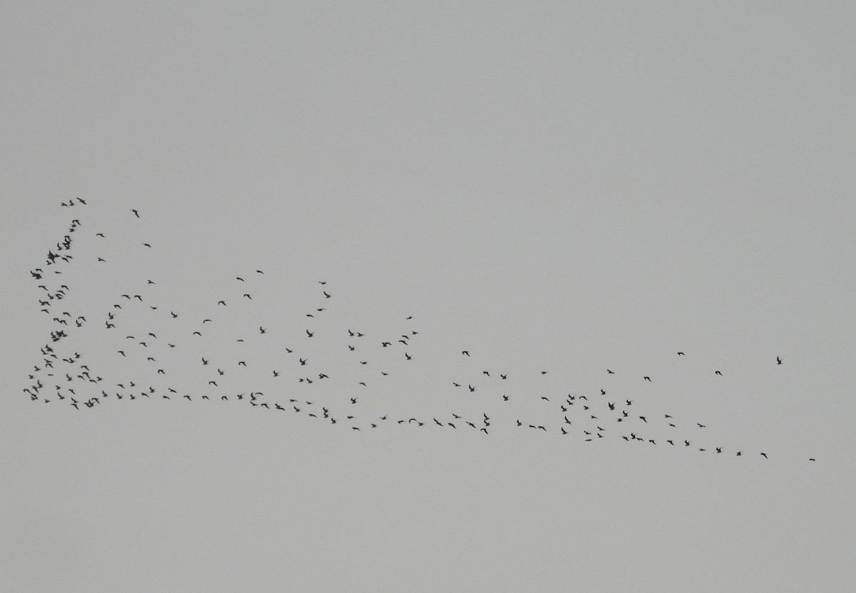 Ring-billed Gull - ML646384833
