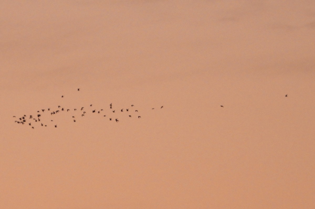 Ring-billed Gull - ML646384834