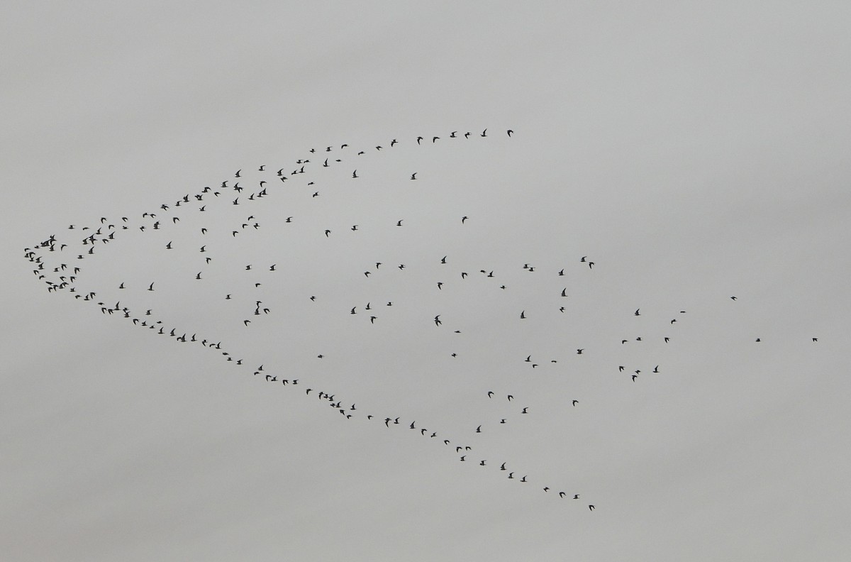 Ring-billed Gull - ML646384835