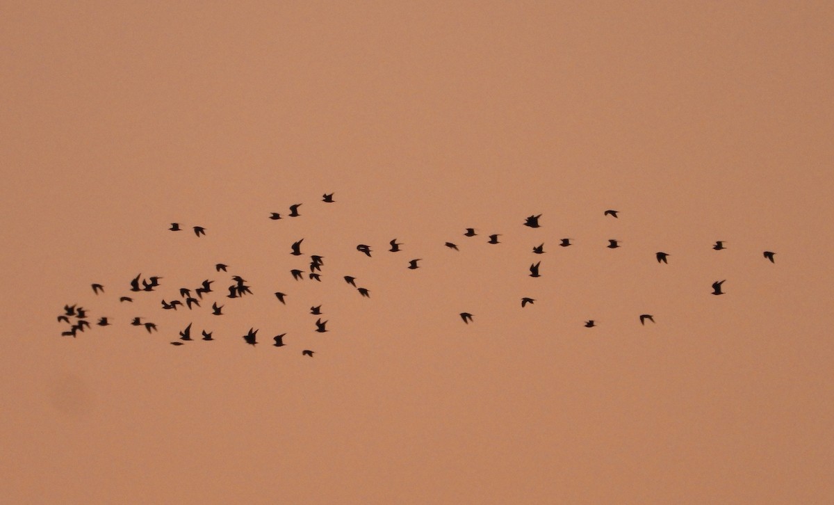 Ring-billed Gull - ML646384836