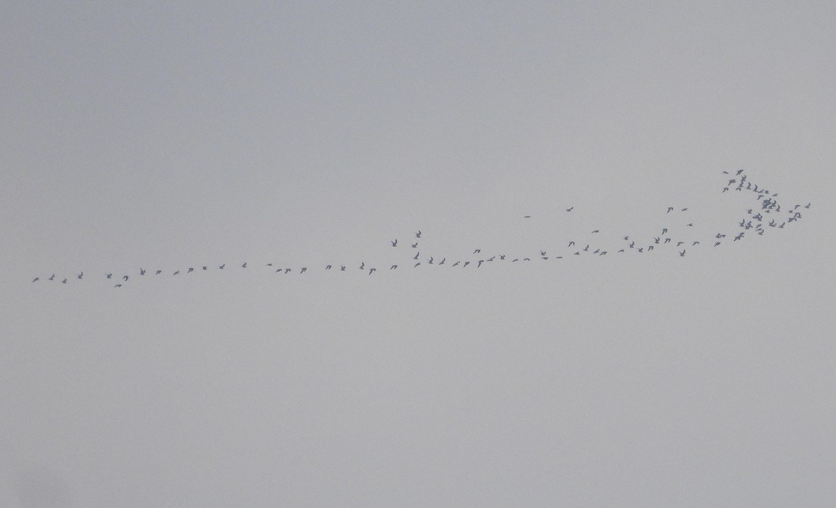 Ring-billed Gull - ML646384837
