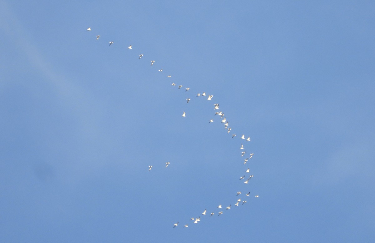 Ring-billed Gull - ML646384838