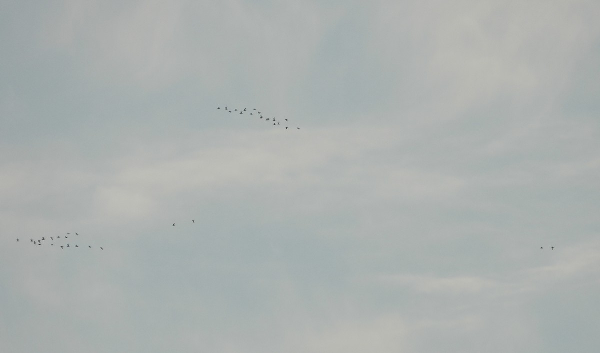 Ring-billed Gull - ML646384839