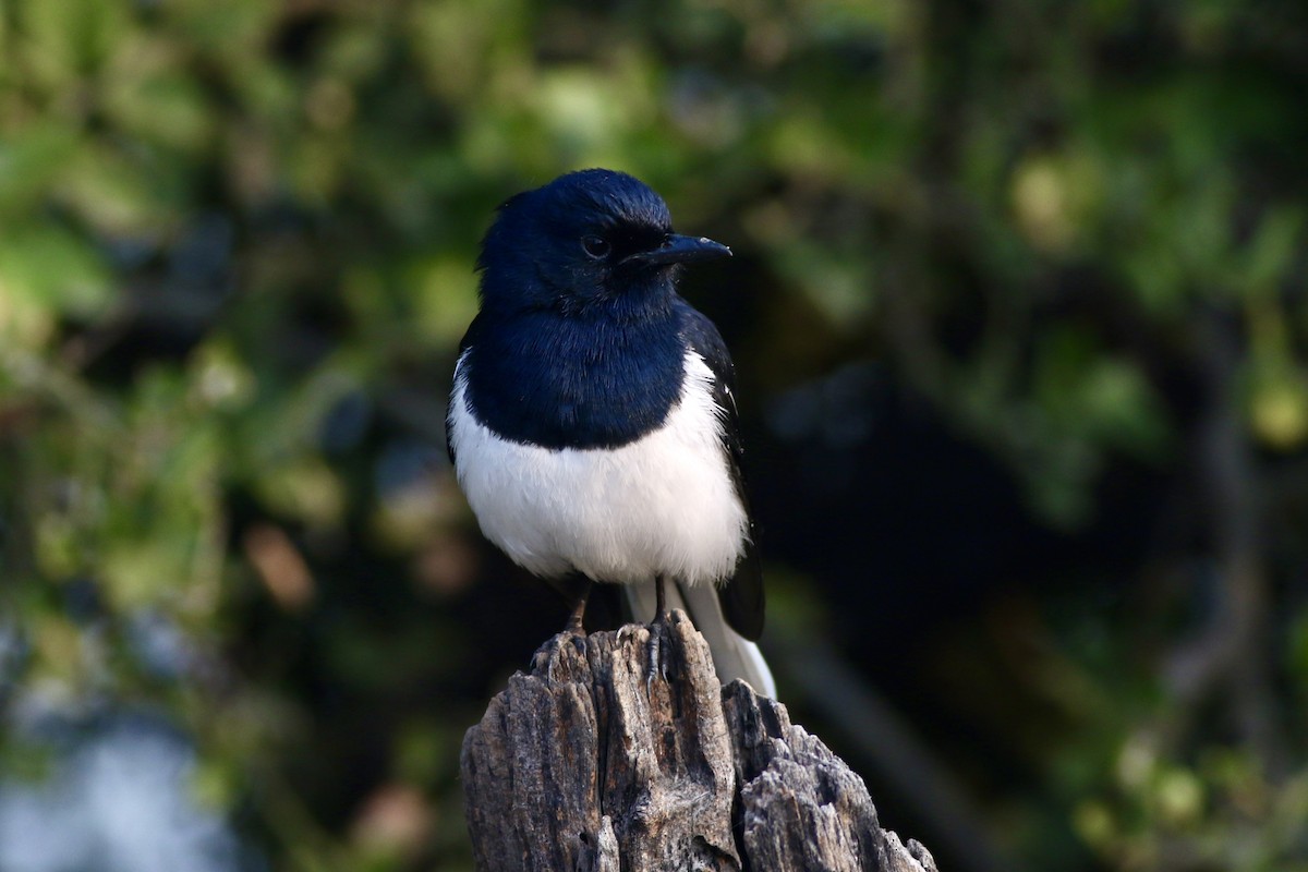 Oriental Magpie-Robin - ML646384841