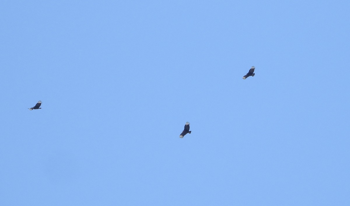 Black Vulture - ML646384846