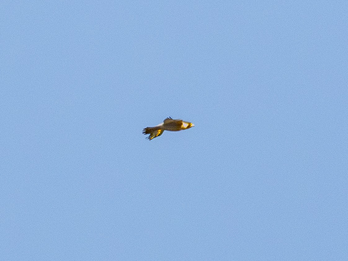 Peregrine Falcon - ML646384847