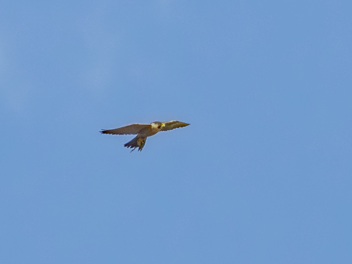 Peregrine Falcon - ML646384848