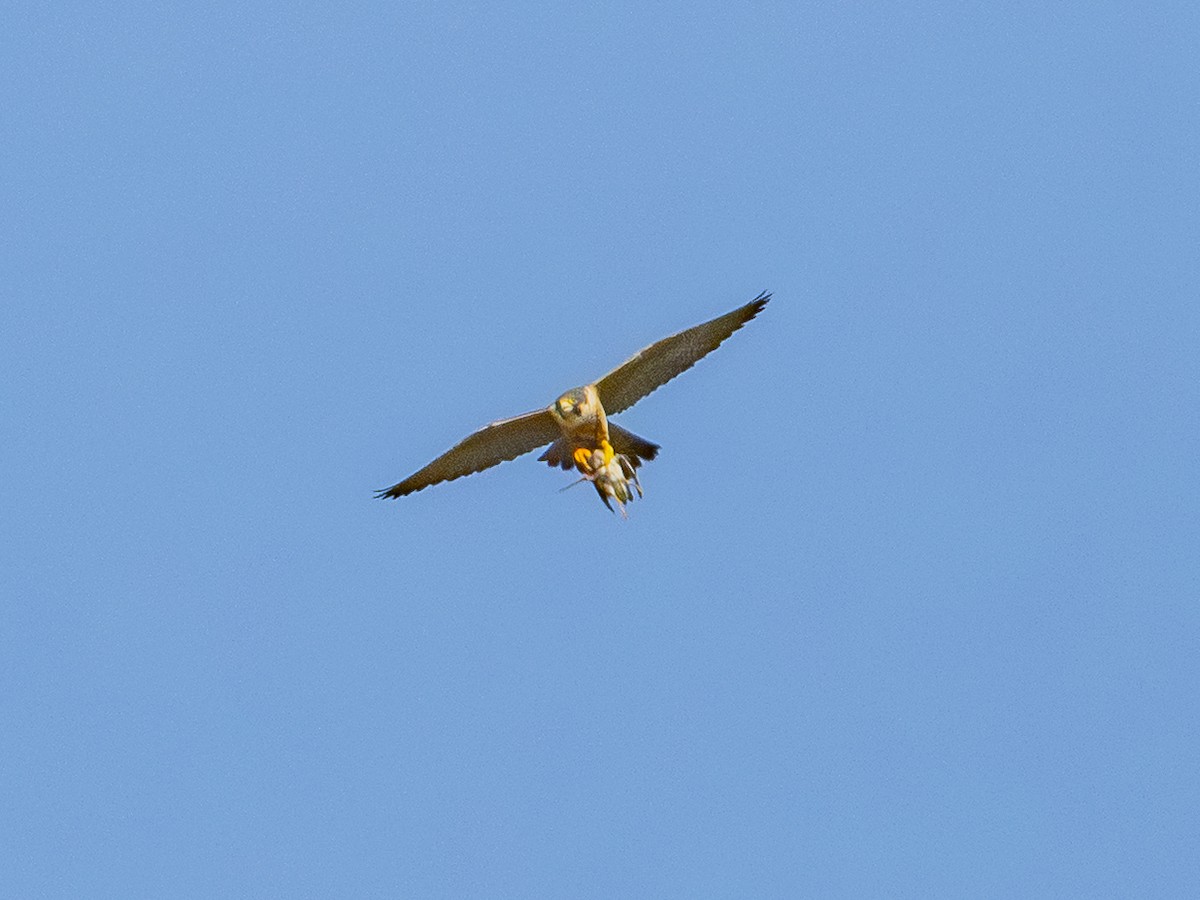 Peregrine Falcon - ML646384849