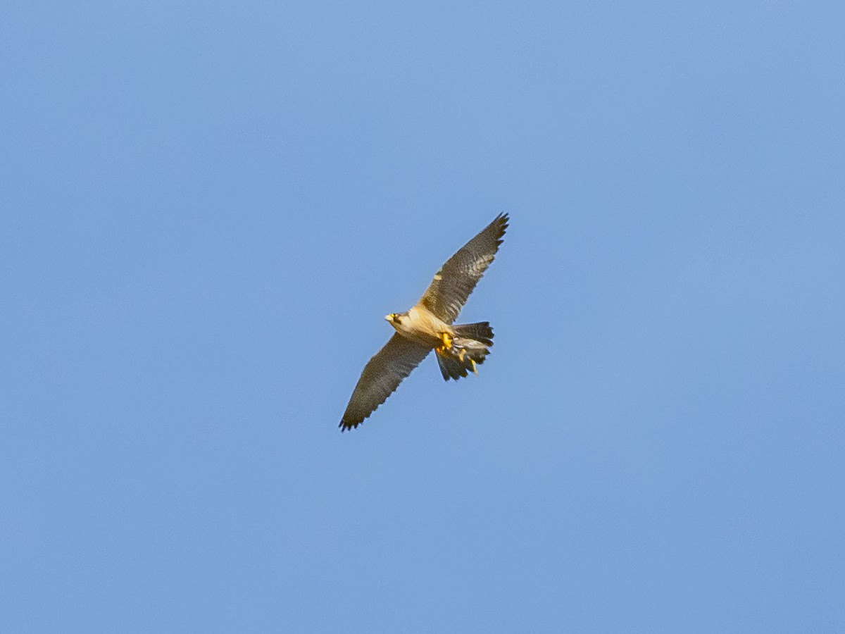 Peregrine Falcon - ML646384850