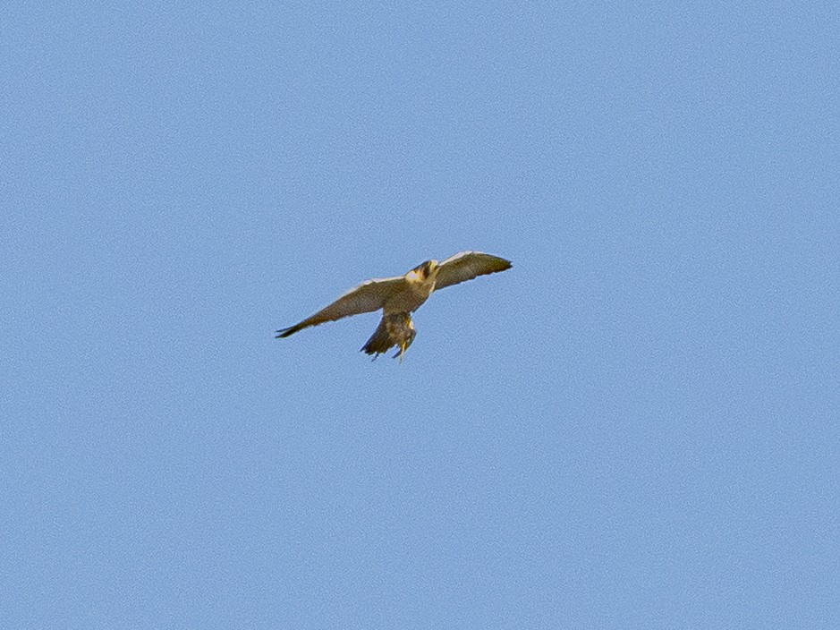 Peregrine Falcon - ML646384851