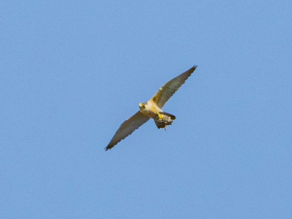 Peregrine Falcon - ML646384852