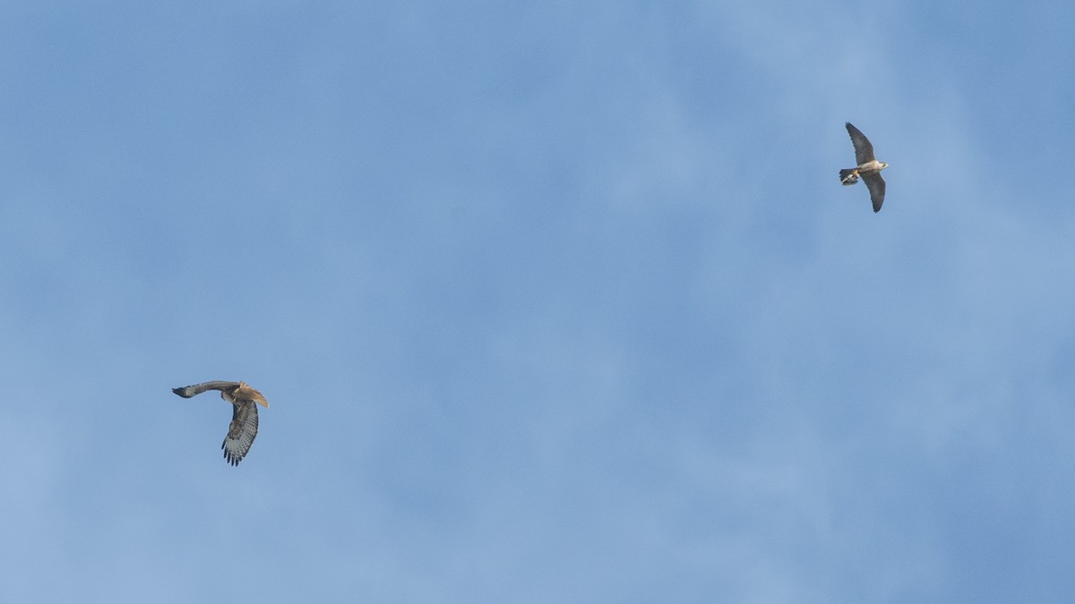 Peregrine Falcon - ML646384854