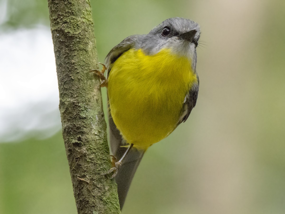 gulbrystflueskvett - ML646384855