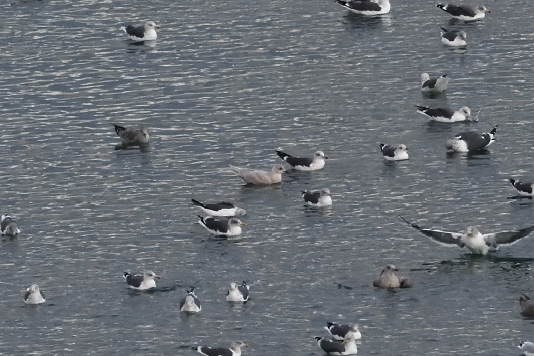 Iceland Gull - ML646384859