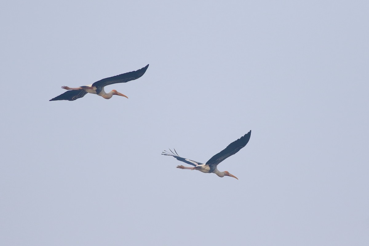 Painted Stork - ML646384861