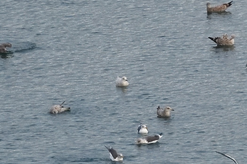 Iceland Gull - ML646384862