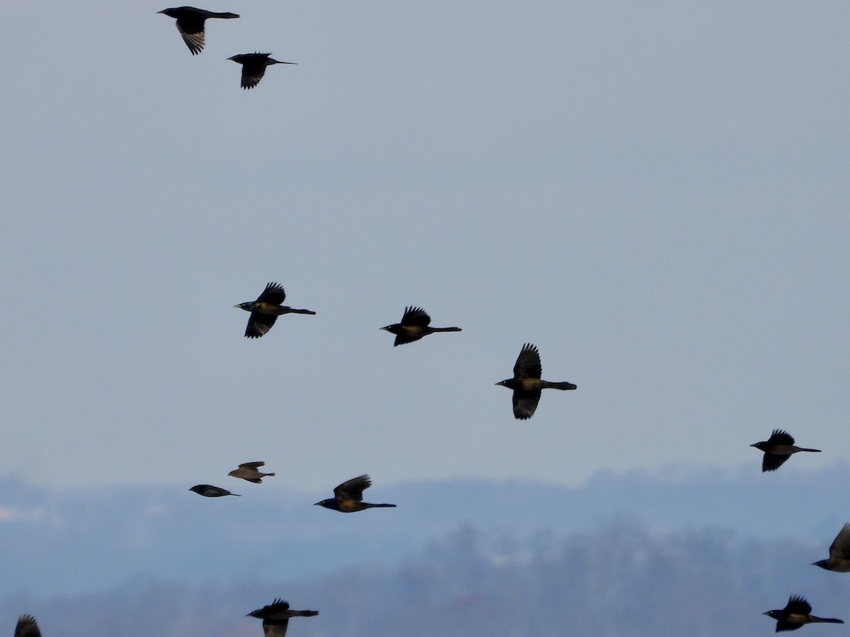 Common Grackle - ML646384865