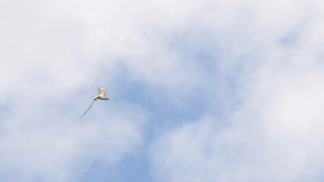 Brown Falcon - ML646384866