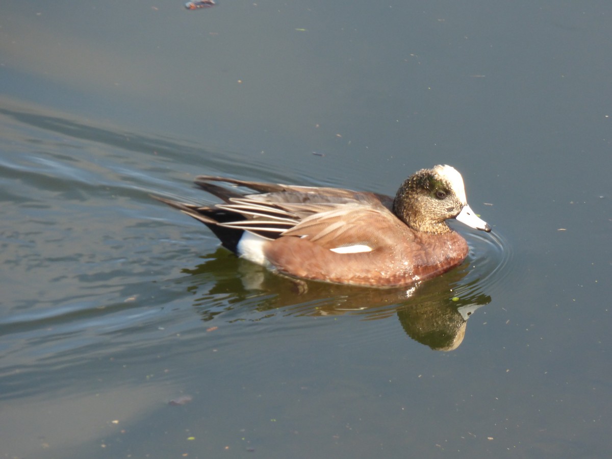 American Wigeon - ML646384876