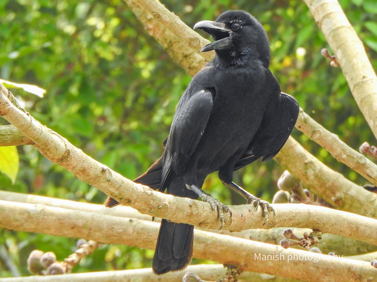 Large-billed Crow - ML646384888