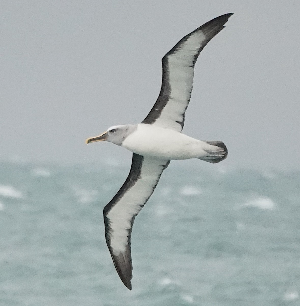 Buller's Albatross - ML646384890