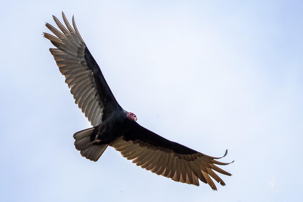 Turkey Vulture - ML646384892