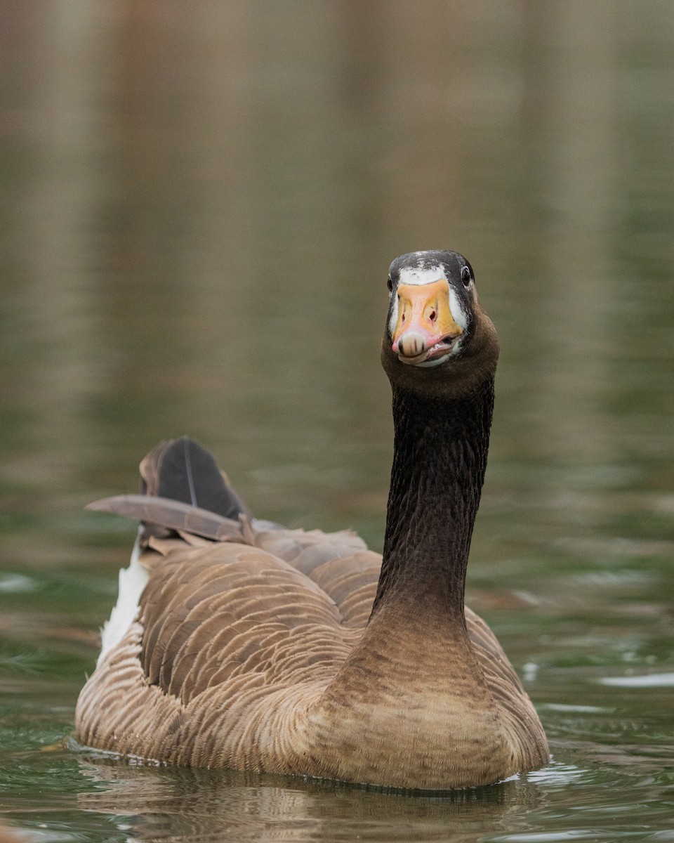 Oie cendrée - ML646384893