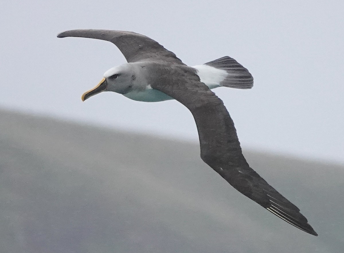 Buller's Albatross - ML646384894