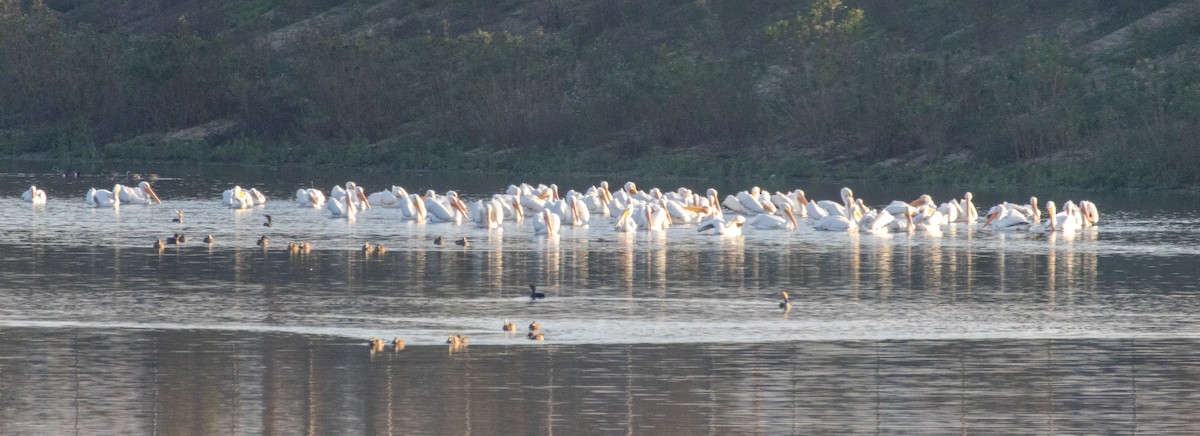 Amerika Pelikanı - ML646384895