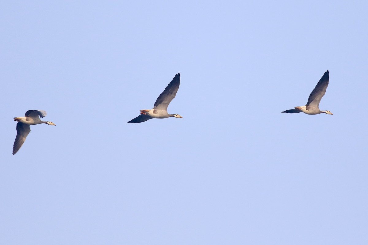 Хээрийн галуу - ML646384896