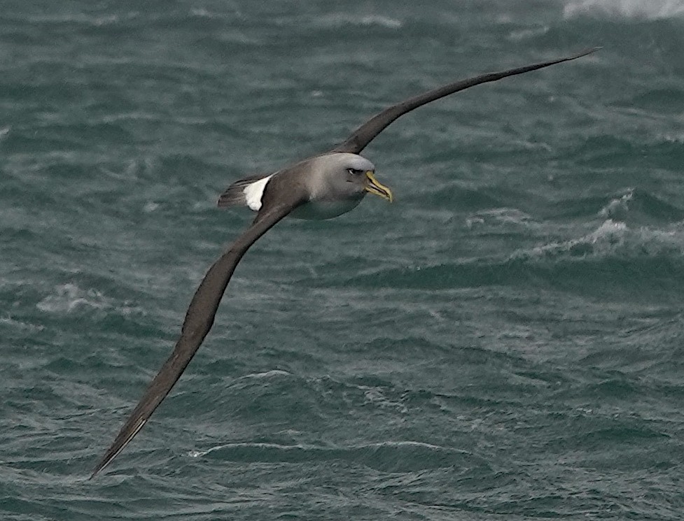 Buller's Albatross - ML646384899