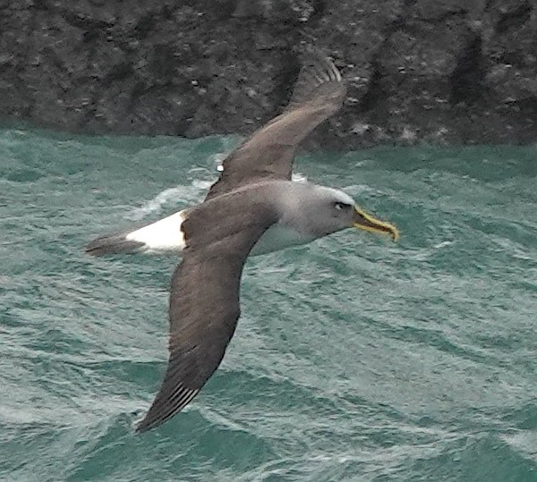 Buller's Albatross - ML646384900