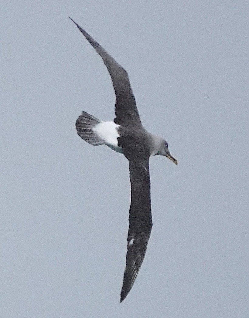 Buller's Albatross - ML646384901