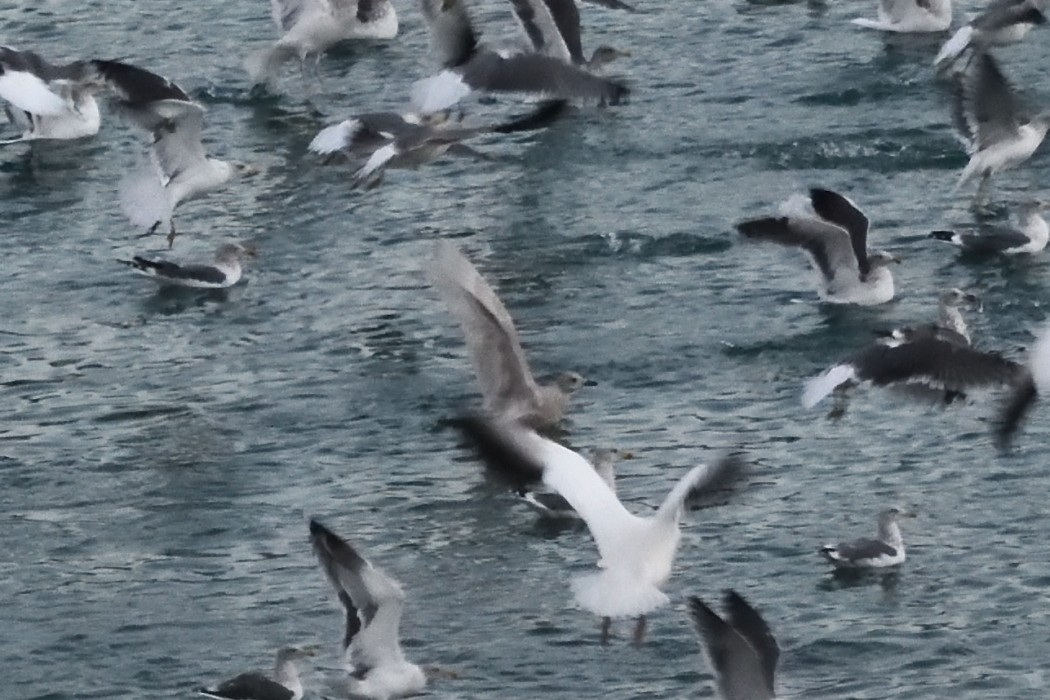 Iceland Gull - ML646384902