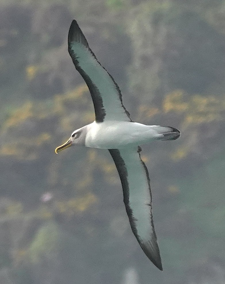 Buller's Albatross - ML646384906